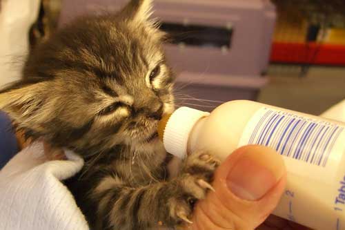 Bottle Feeders Needed!