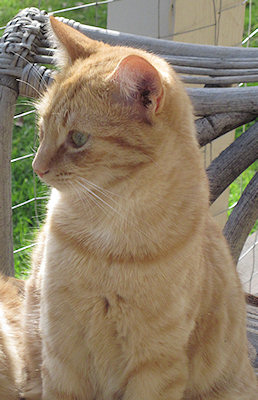Ginger