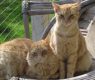 Sunflower and Ginger