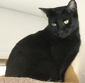 Gidget