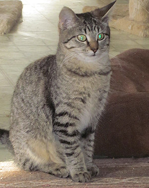 Merlin