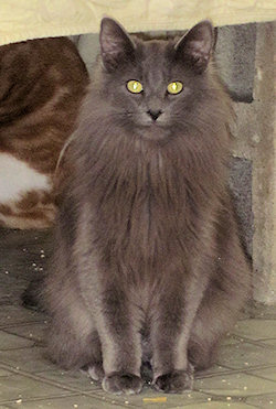 Pippin