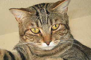 Tiger Lillly