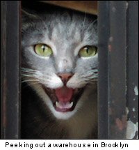 What is a feral cat?